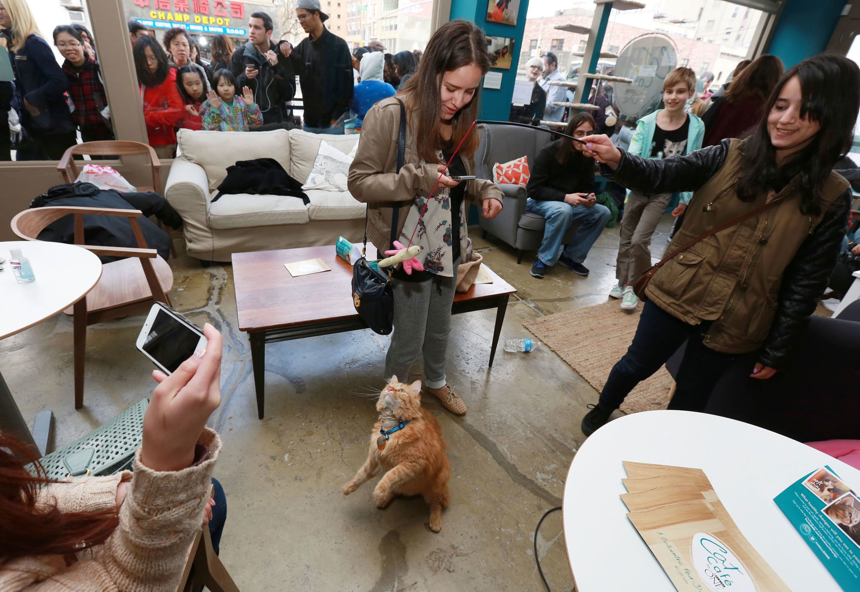 Cat café!